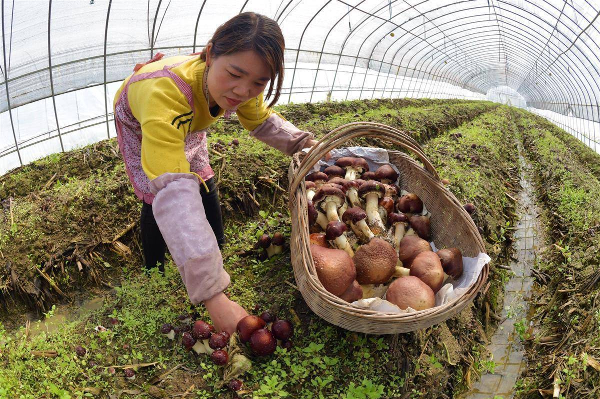 捕鱼游戏破解版电脑版